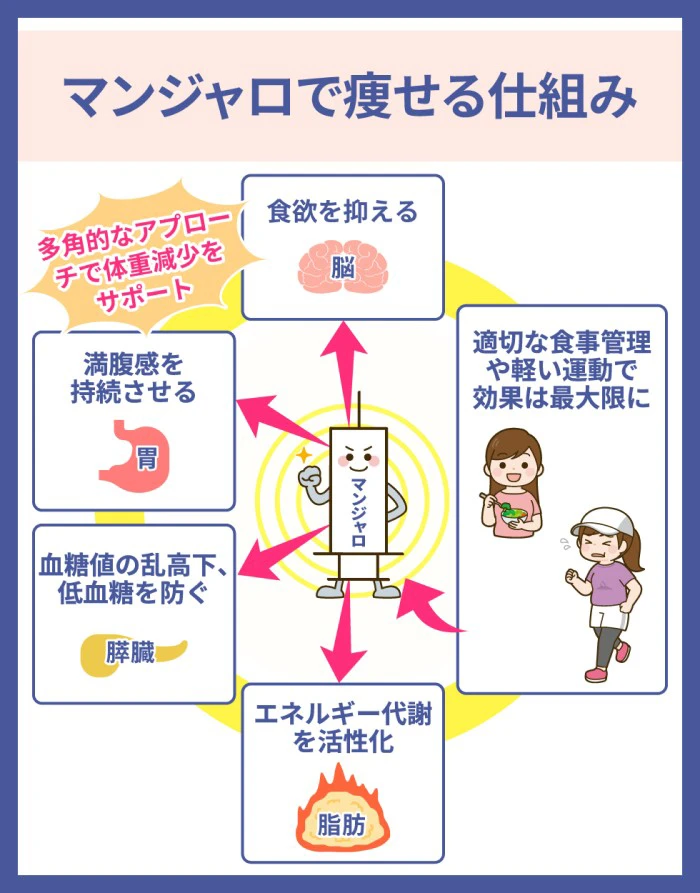 マンジャロに期待できるダイエット効果と痩せる仕組み